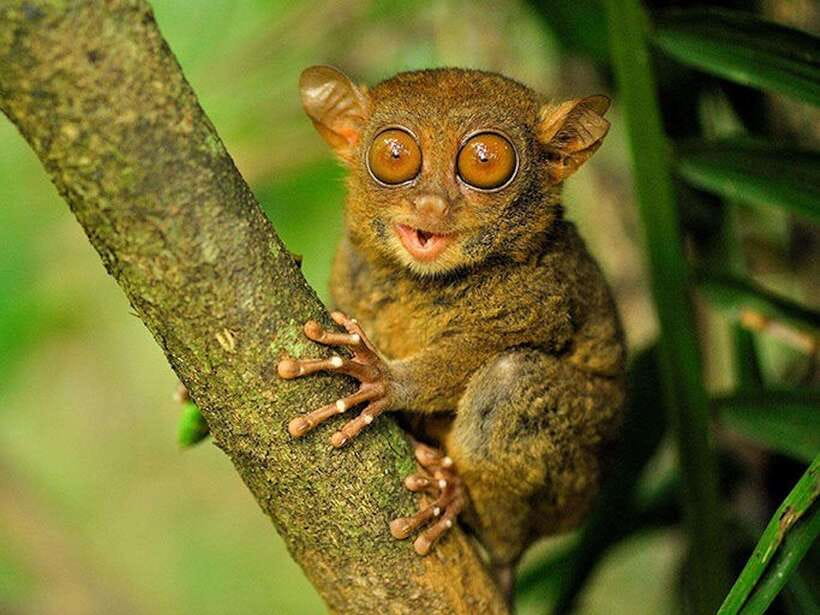 Bohol: Premium Chocolate Hills, Tarsiers & River Experience - Transport, Pickup, and Where You Meet the Team