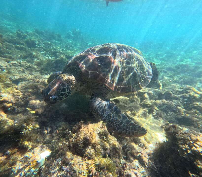 Bohol PREMIUM PAMILACAN Island Tour - Private boat dolphin watching in Bohol, with realistic expectations