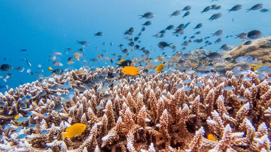 Bohol: Private Balicasag Tour with extra snorkeling time - Key things to know before you go