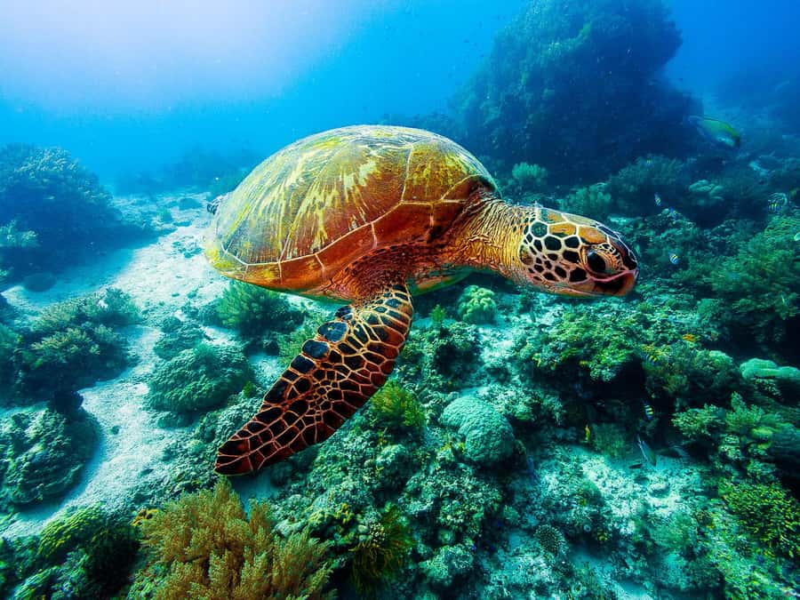 Bohol: Private Balicasag Tour with extra snorkeling time - Dolphin encounter timing and how to actually enjoy it