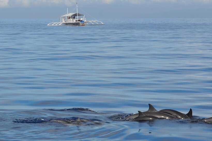 Bohol: Private Balicasag Tour with extra snorkeling time - Who should book this tour, and who should skip it