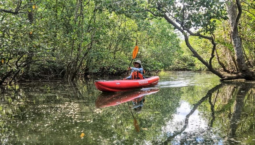 Bohol: SUSTAINABLE Mangrove Tunnels & Firefly Kayaking trail - What you really get for $85: transfers, gear, snacks, dinner, and guides