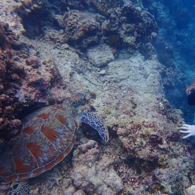 Cebu: 2-Day Private Tour Moalboal and Oslob - Key highlights you will feel quickly