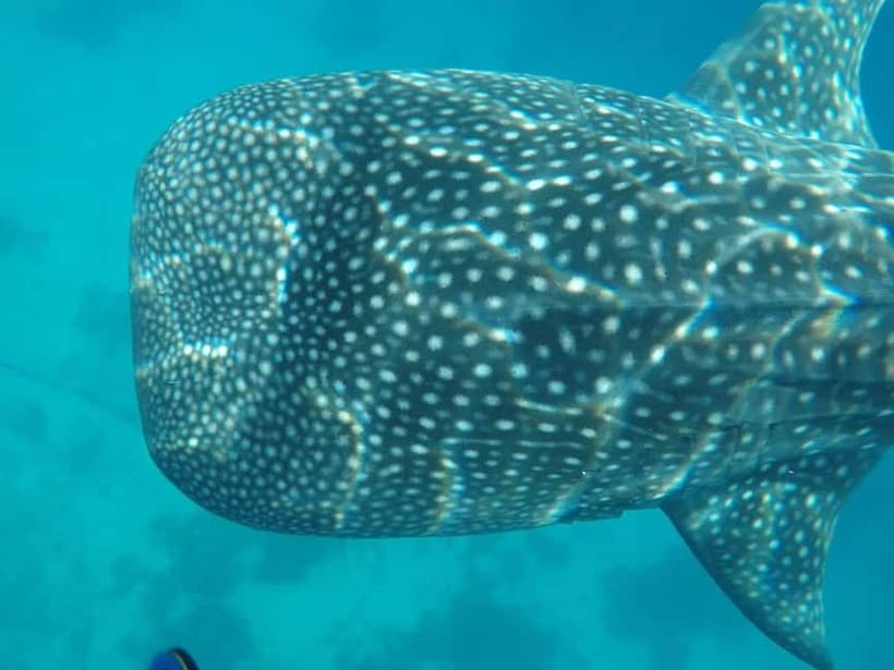 Cebu: 2-Day Private Tour Moalboal and Oslob - Moalboal sardines and turtles snorkeling, this is where the guide earns it