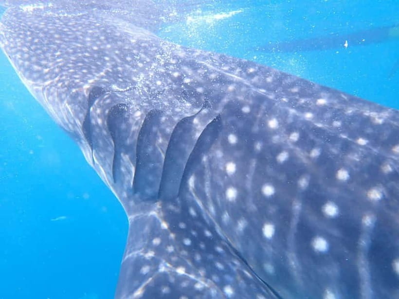 Cebu: 2-Day Private Tour Moalboal and Oslob - Price and logistics: why this private tour can be worth it