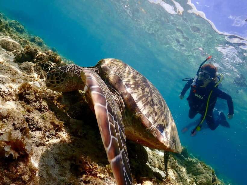 Cebu: Beach Scuba Diving Experience - Gear Up Fast: Full Equipment and Beachside Facilities