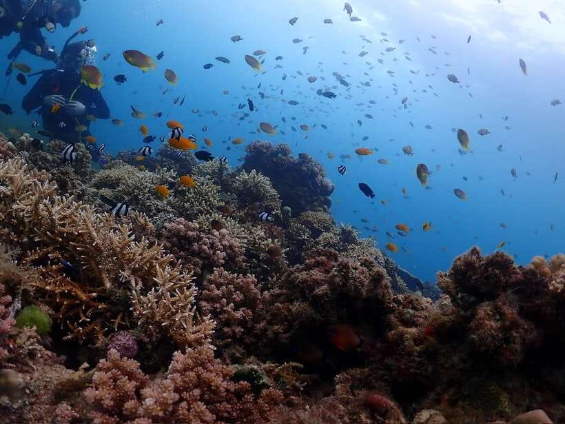 Cebu: Beach Scuba Diving Experience - The Underwater Highlights: Sardines, Coral Gardens, and Sea Turtle Chance