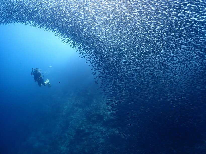 Cebu: Beach Scuba Diving Experience - Nitrox on Request, and When It Might Matter