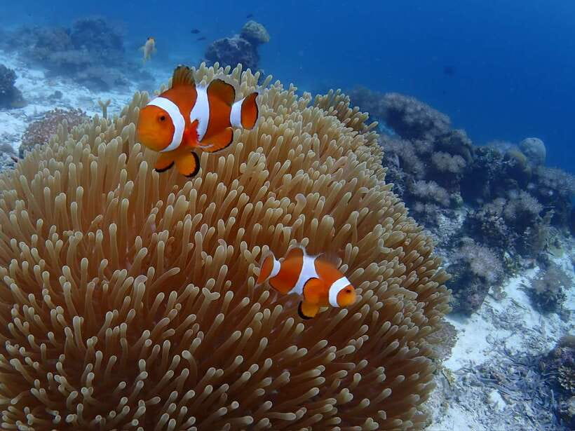 Cebu: Boat Diving Two Dive Tour in Olango Island - Key highlights you should not miss