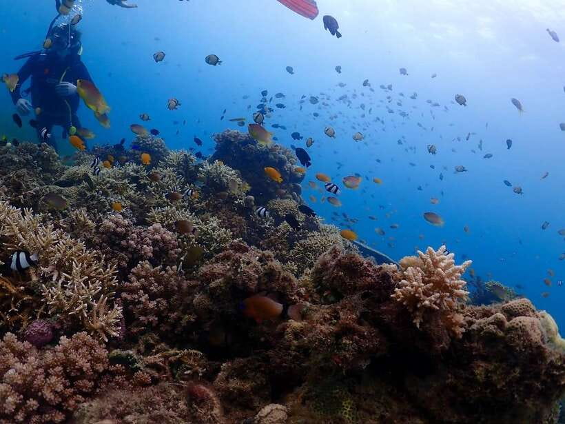 Cebu: Boat Diving Two Dive Tour in Olango Island - Practical tips for a smoother experience in Cebu