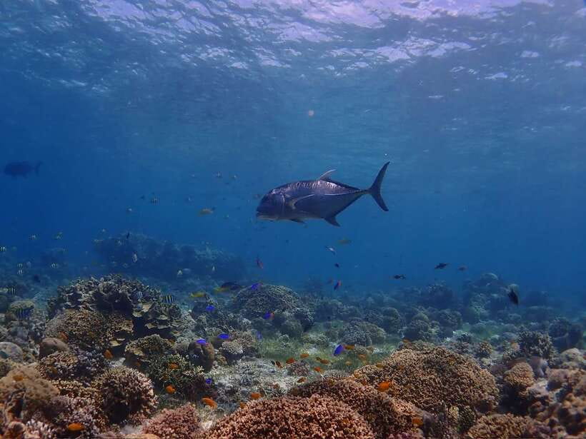 Cebu: Boat Diving Two Dive Tour in Olango Island - Should you book the Cebu Olango two underwater sessions tour with Nalu?