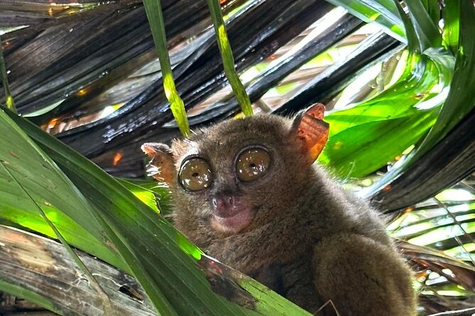 Cebu-Bohol Day Tour + Ferry Tickets - Key things worth knowing before you go