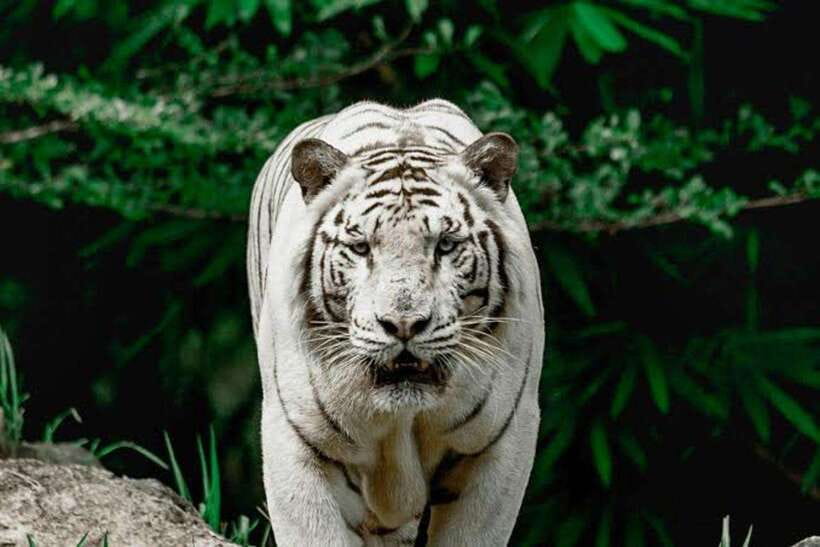 Cebu:Cebu Safari Adventure Park Day Trip - What Cebu Safari Adventure Park Really Delivers