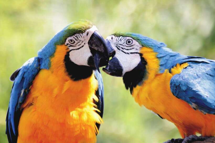 Cebu:Cebu Safari Adventure Park Day Trip - Practical Tips for a Smoother 8 Hours