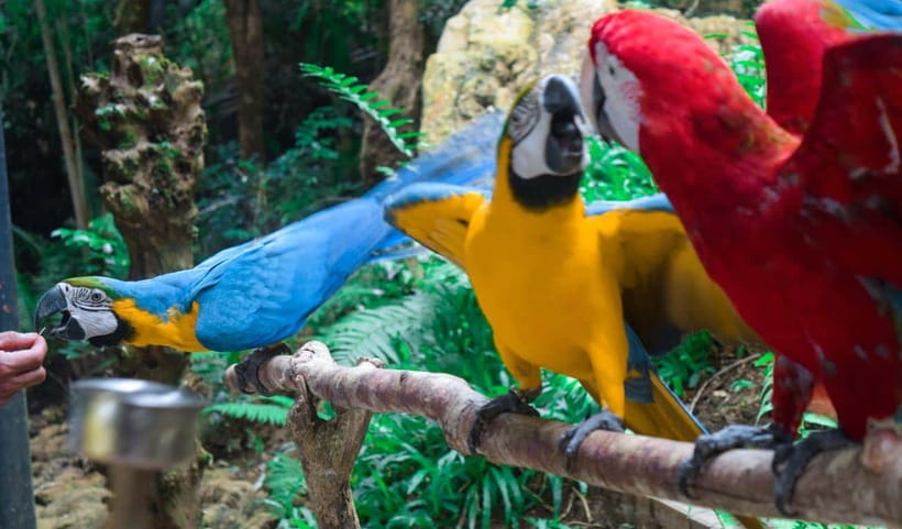Cebu:Cebu Safari Adventure Park Day Trip - Pickup, Timing, and How the Day Moves