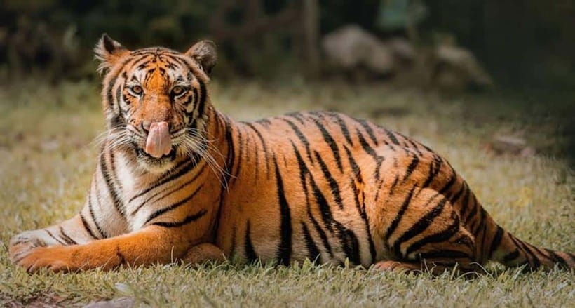 Cebu:Cebu Safari Adventure Park Day Trip - Animal Encounters and Feeding Sessions: How Up-Close This Is