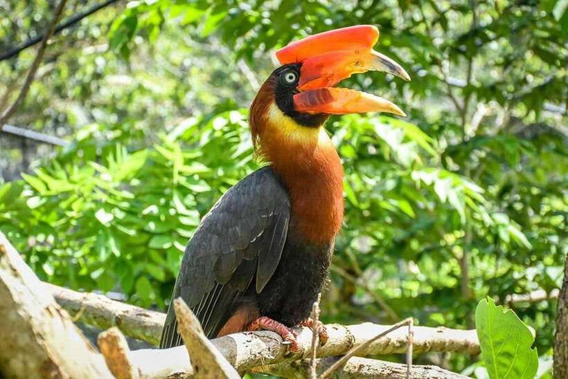 Cebu:Cebu Safari Adventure Park Day Trip - Animal Shows: The Best Way to Structure Your Visit
