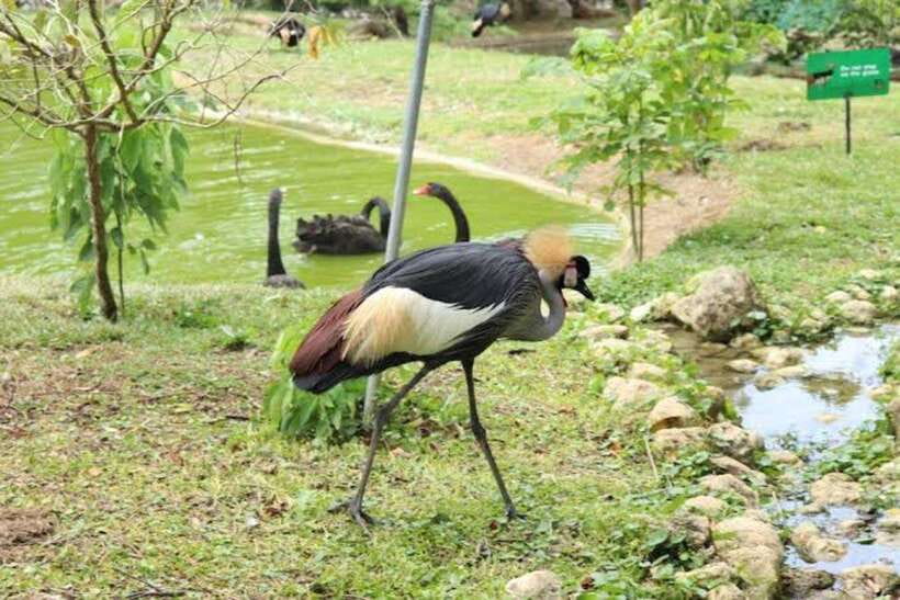 Cebu:Cebu Safari Adventure Park Day Trip - Meals, Cafes, and Souvenirs: What to Do During Downtime