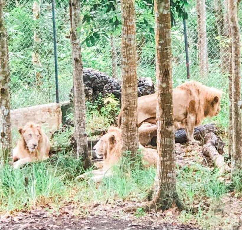 Cebu:Cebu Safari Adventure Park Day Trip - Price and Value: Is $97 Per Person Fair?