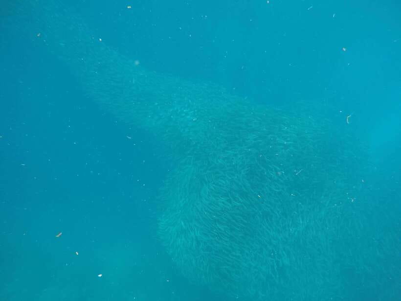 Cebu: Kawasan Canyoneering & Sardines Run and Turtle Chase - Getting there from Cebu: what the long van ride means for you