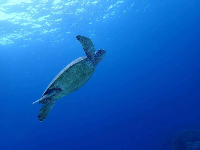 Cebu: Kawasan Canyoning, Moalboal Snorkeling, & Turtles Tour - Kawasan canyoneering at the largest waterfall in Cebu