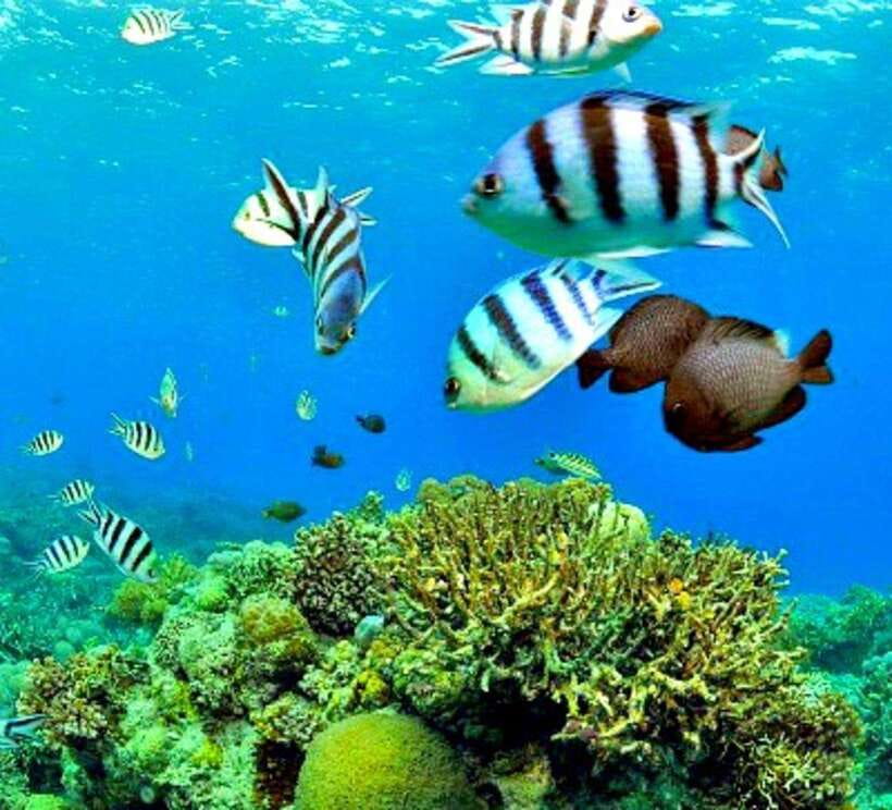Cebu: Mactan Island Hopping Boat Tour with Lunch - Nalusuan Island sandbar time: strolling, swimming, and photos