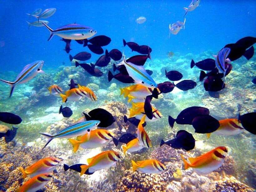 Cebu: Mactan Island Hopping Boat Tour with Lunch - Caohagan Island beach break: relax without losing the action