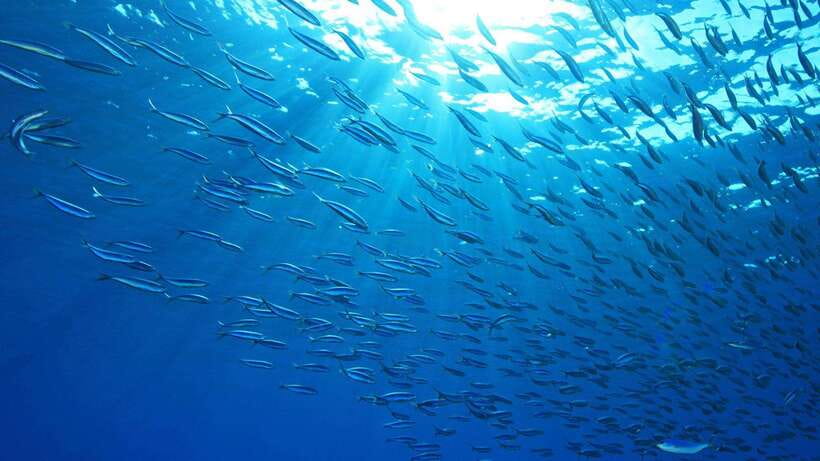 Cebu: Moalboal Sardines and Turtles Snorkeling Tour - Hotel Pickup and a Smooth Start From Cebu