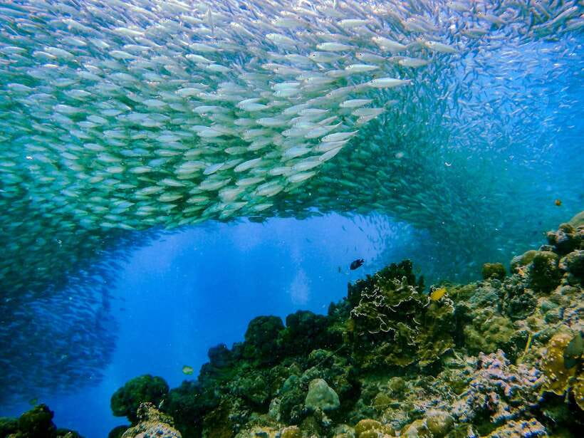 Cebu: Moalboal Sardines and Turtles Snorkeling Tour - Breakfast, Lunch, and How to Avoid Meal Surprise