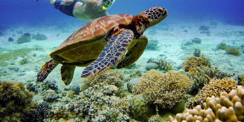 Cebu: Moalboal Sardines and Turtles Snorkeling Tour - Snorkeling Gear and the Fins Question