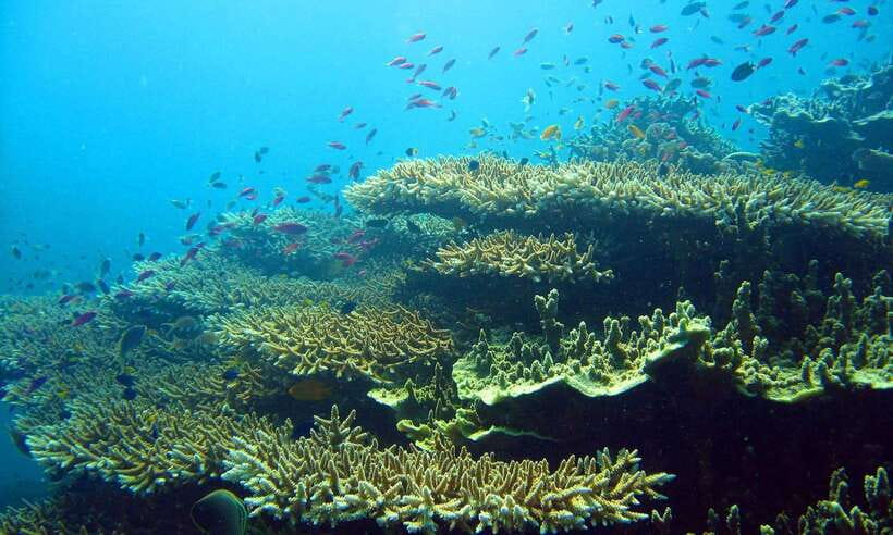 Cebu: Moalboal Sardines and Turtles Snorkeling Tour - Price and Value: Is $87 Worth It?