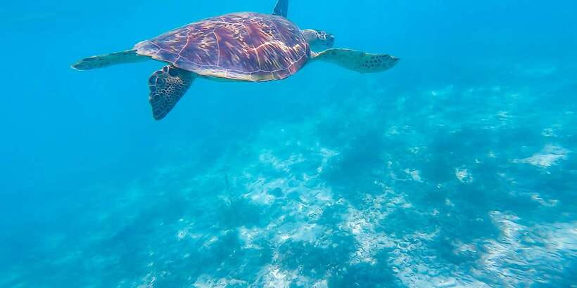 Cebu: Moalboal Sardines & Turtle Snorkeling and Canyoneering - Sardine run snorkeling: what you’re really looking at