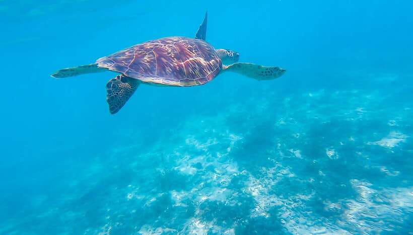 Cebu: Moalboal Sardines & Turtle Snorkeling and Canyoneering - Pickup logistics around Cebu, Mactan, and Moalboal