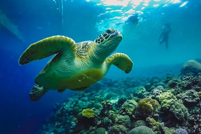 Cebu: Moalboal Sardines, Turtle Snorkeling & Kawasan Canyoneering - Key Highlights You’ll Feel Right Away