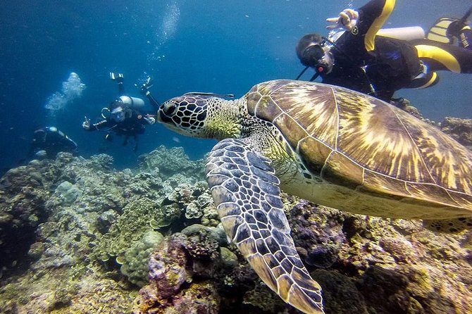 Cebu: Moalboal Sardines, Turtle Snorkeling & Kawasan Canyoneering - Turtle Snorkeling in Open Water (Not a Tank)