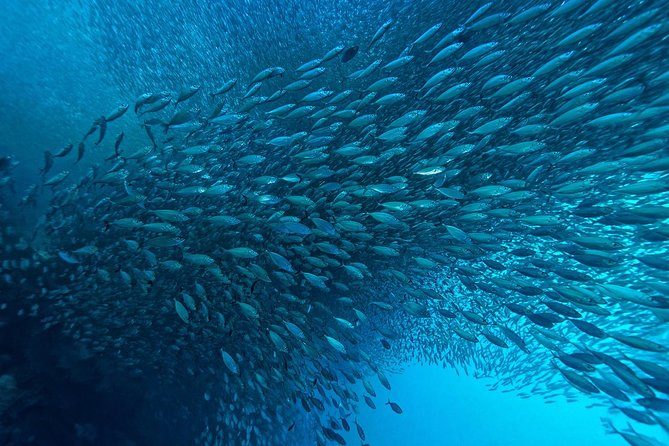 Cebu: Moalboal Sardines, Turtle Snorkeling & Kawasan Canyoneering - Panagsama Beach Sardines: Watching Millions Move Together