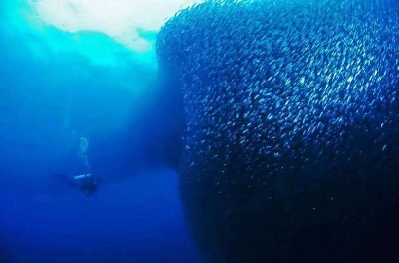 Cebu: Moalboal Scuba Diving, Sardines Run & Pescador Snorkel - The Moalboal scuba session: timing the silver wall