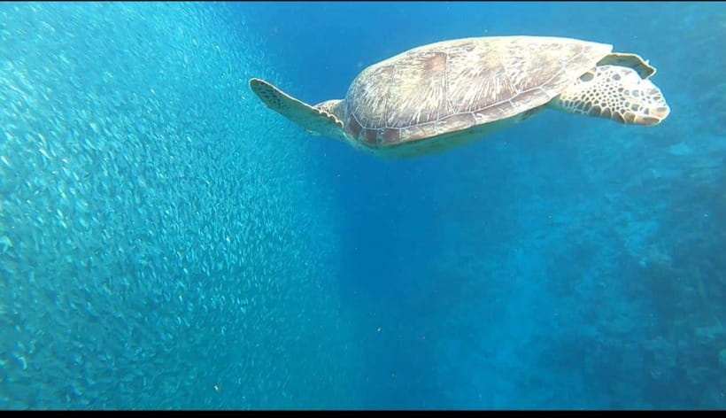Cebu: Moalboal Scuba Diving, Sardines Run & Pescador Snorkel - Drift, currents, and getting photos that look like real moments