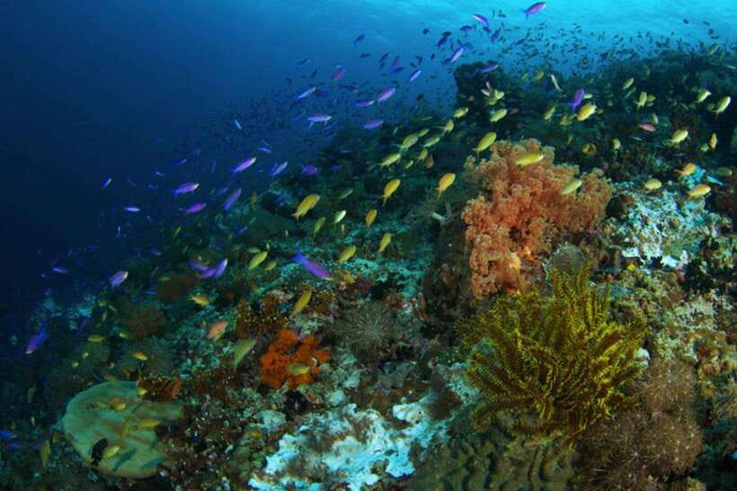 Cebu: Moalboal Scuba Diving, Sardines Run & Pescador Snorkel - Pescador Island snorkeling: reef time plus caves and caverns