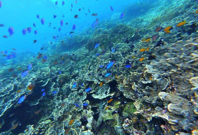 Cebu: Moalboal Scuba Diving, Sardines Run & Pescador Snorkel - Guides, equipment, and the safety questions you should ask out loud
