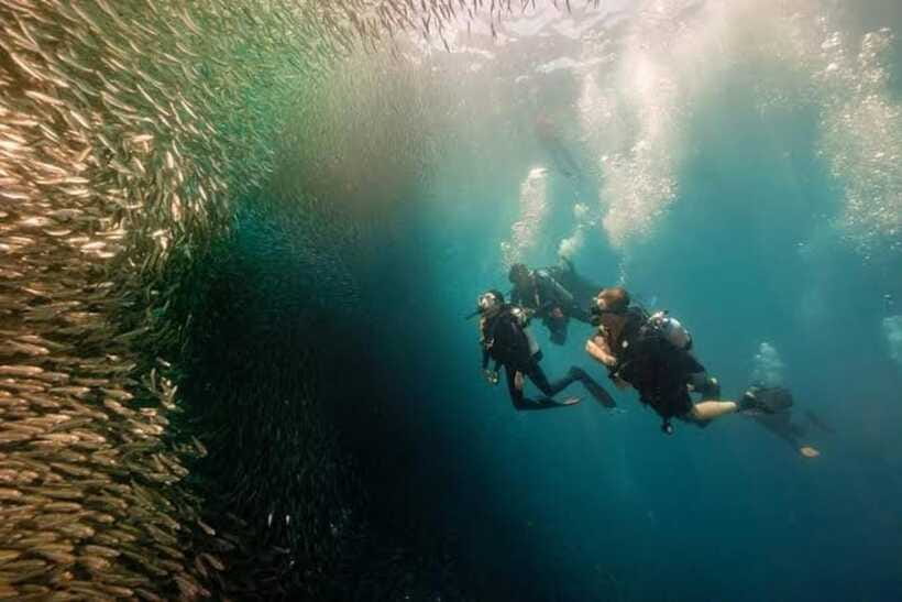 Cebu: Moalboal Scuba Diving, Sardines Run & Pescador Snorkel - Who should book this sardine run and snorkel day