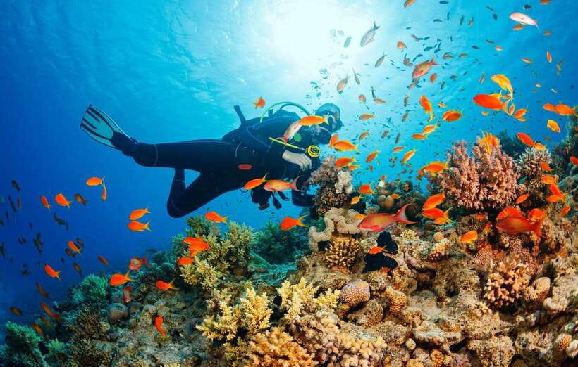 Cebu: Moalboal Scuba Diving with Sardines and Turtle Snorkel - Moalboal is all about what happens when the sea turns into a show