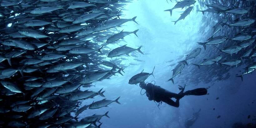 Cebu: Moalboal Scuba Diving with Sardines and Turtle Snorkel - Gear up correctly: scuba equipment, snorkel kit, and camera reality