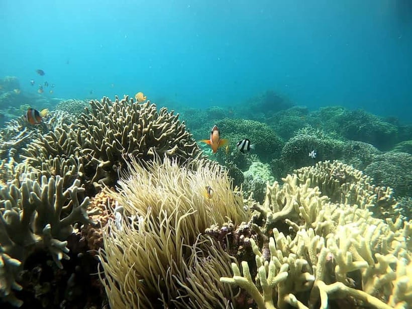 Cebu: Moalboal Snorkeling, Mantayupan Falls & ATV Adventure - Barili ATV Adventure: Guided Off-Road With Safety Gear and Real Fun