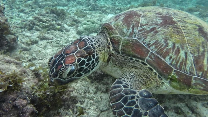 Cebu: Moalboal Snorkeling, Mantayupan Falls & ATV Adventure - Price and Value: Is It Worth $117 Per Person?