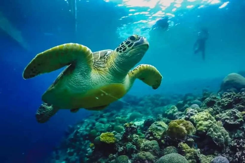 Cebu: Moalboal Snorkeling, Mantayupan Falls & ATV Adventure - Pickup Times, Early Departures, and the Drive You Should Expect