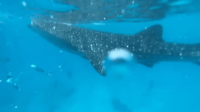 Cebu: Oslob Whale Shark and Moalboal Snorkeling Tour - Key Points Before You Go