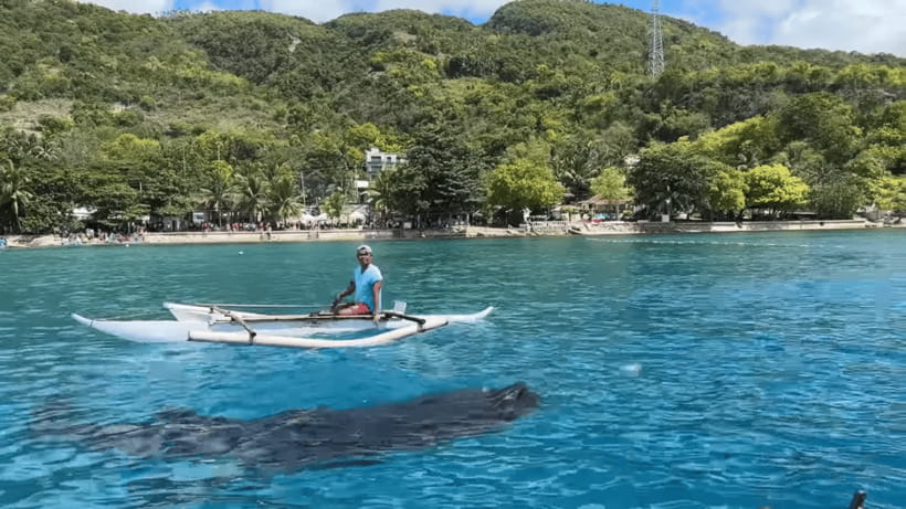 Cebu: Oslob Whale Shark and Moalboal Snorkeling Tour - Why Oslob and Moalboal Make Sense in One Day