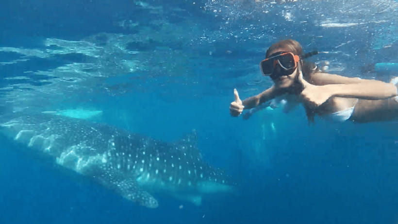 Cebu: Oslob Whale Shark and Moalboal Snorkeling Tour - Moalboal Snorkeling: Sardine Run, Reefs, and Turtle Chances
