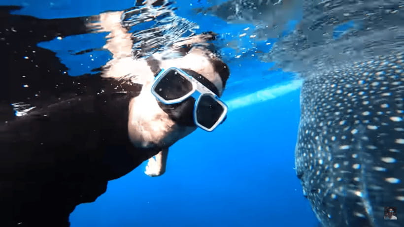 Cebu: Oslob Whale Shark and Moalboal Snorkeling Tour - What’s Included: The Stuff That Actually Saves You Effort